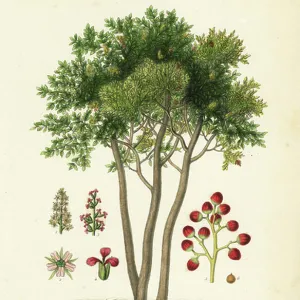 Terebinth or turpentine tree, Pistacia terebinthus, Terebinthe