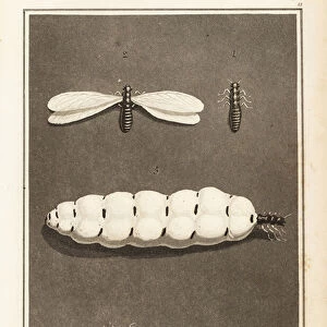 Termites, Macrotermes bellicosus. 1807 (aquatint)