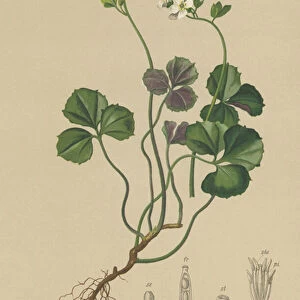 Three-leaved Bittercress (Cardamine trifolia) (colour litho)