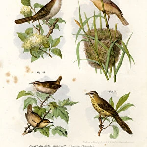 Thrush Nightingale, 1864 (colour litho)