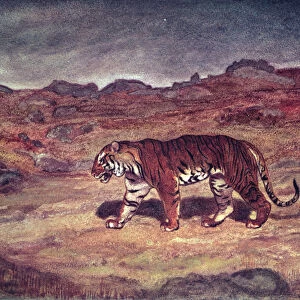 A Tiger Hunting his Prey (w / c on paper)