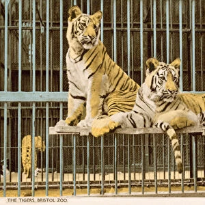 Tigers at Bristol Zoo (photo)