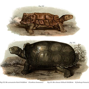 Tortoise (colour litho)