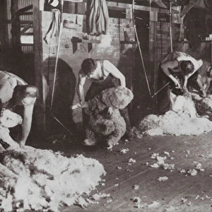 A truly Australian study of a Shearing Shed (b / w photo)