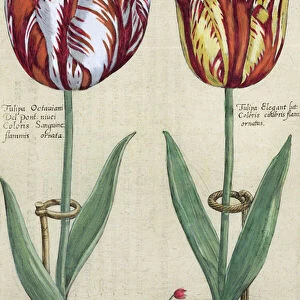 Tulipa Octaviani del pont, and Tulipa Elegant, from Hortus Floridus
