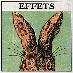 Ultraviolet rays: effects. We cover the ears of a rabbit with black cardboard or cut