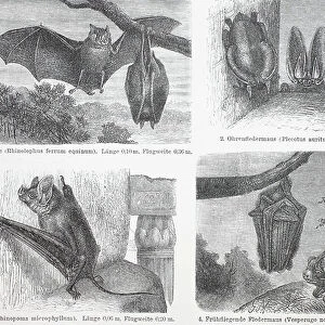Rhinolophidae Collection: Large-eared Horseshoe Bat