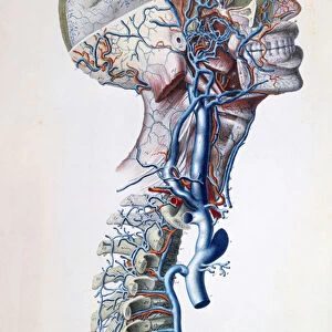 Veins and arteries in the head, plate from Recherches Anatomiques, Physiologiques