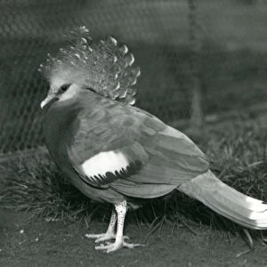 A Victoria Crowned Pigeon standing on the ground at London Zoo in September 1927