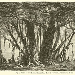 View of the Banyan-Tree (Ficus Indica), showing Adventitious Roots (engraving)
