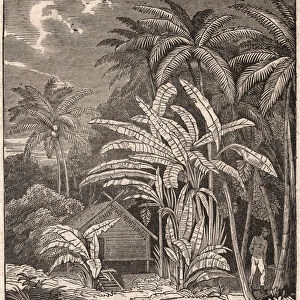 View of a tropical forest with banana trees, huts and inhabitants (engraving)