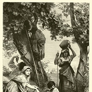 Vintage in Tuscany (engraving)