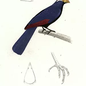 Turacos Collection: Violet Turaco