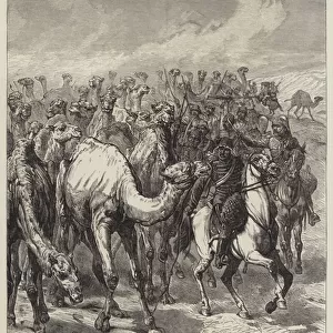 The War in the Soudan, Capture of Three Hundred Camels by Major-General Sartorius in a Reconnaissance from Souakim (engraving)