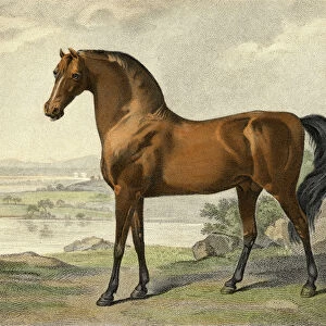 Warren Hastings Arabian (coloured engraving)