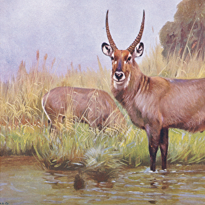 Water Buck, illustration from Wildlife of the World, c. 1910 (colour litho)