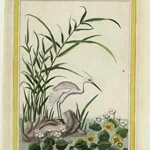 Chinese Egret