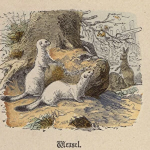 Weasel (coloured engraving)