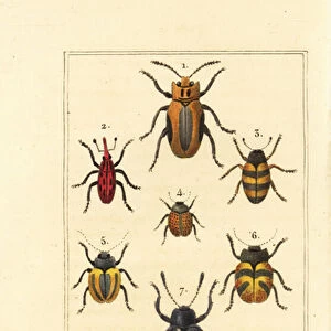 Beetles Collection: Fungus Beetle