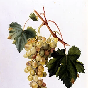 White grapes. 19th century engraving