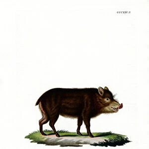 White-lipped Peccary (coloured engraving)