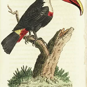 Toucans Collection: White Throated Toucan