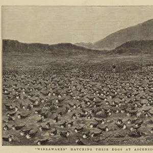 "Wideawakes"hatching their Eggs at Ascension Island (engraving)