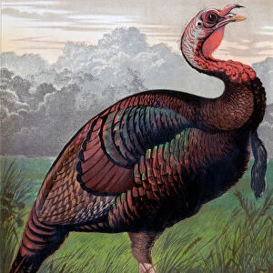 The Wild American Turkey Cock, illustration from Cassells Poultry Book