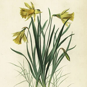 Wild daffodil or Lent lily, Narcissus pseudonarcissus, Narcissus pseudo-narcissus, Narcisse des pres
