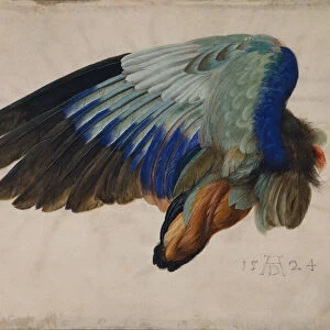 Wing of a European Roller, 1512 (w / c)