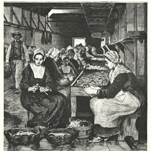 Women preparing sardines (engraving)
