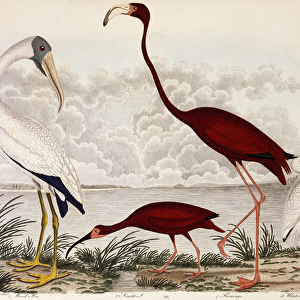 Wood Ibis, Scarlet Flamingo, White Ibis, c. 1828-1829 (hand-coloured engraving)