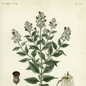 Woodland figwort, Scrophularia nodosa, Scrofulaire noueuse