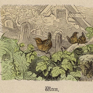 Wren (coloured engraving)