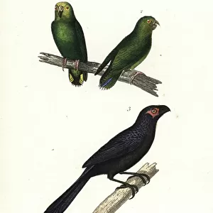 Cuckoos Collection: Groove Billed Ani