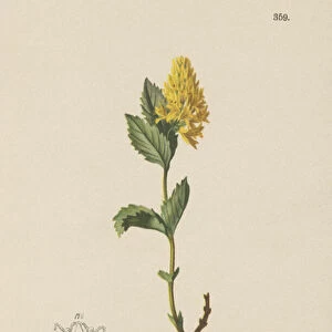 Yellow Paederota (Paederota Ageria, Paederota lutea) (colour litho)