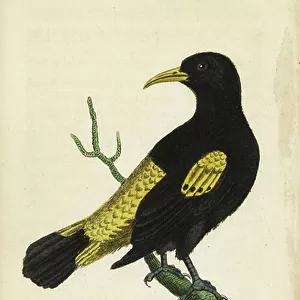 New World Blackbirds Collection: Yellow Rumped Cacique