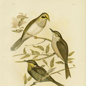 Yellow-Throated Miner, 1891 (colour litho)