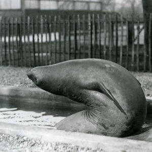 A young Elephant Seal reaching backwards, London Zoo, 1930 (b / w photo)
