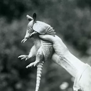 A young Nine-banded Armadillo / Nine-banded Long-nosed Armadillo held up in a keeper