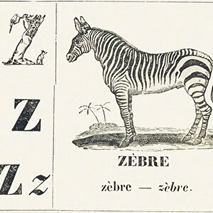 Z for Zebra, 1850 (engraving)