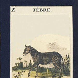 Z: Zebre