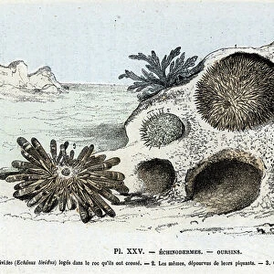 Zoological chart: echinoderm, urchins (Zoological plate: Echinoderms, sea urchins) Engraving from " L'homme et la nature" by Rengade, 1887 Collection privee A