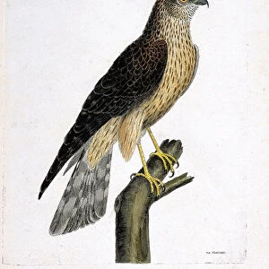 Zoological chart (ornithology): male soubuse (busard saint martin or circus cyaneus