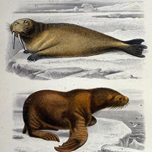 Zoology chart depicting a seal, a walrus and a sea lion. 19th century