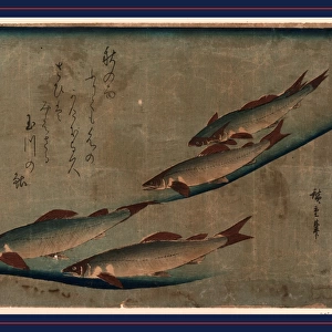 1797-1858 1841 1844 25. 3 37. 2 Ando Ayu Ayu. Hiroshige