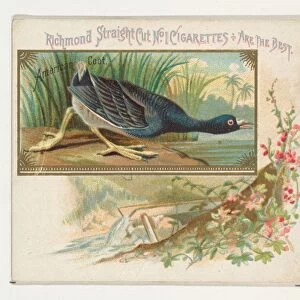 American Coot Game Birds series N40 Allen & Ginter Cigarettes