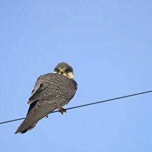 Falcons Collection: Amur Falcon