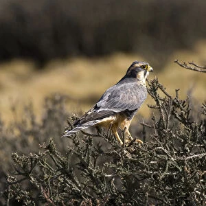 Falcons Collection: Aplomado Falcon