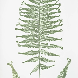 Athyrium Filix-foemina multifidum. The lady fern, Bradbury, Henry Riley (1821-1887)
